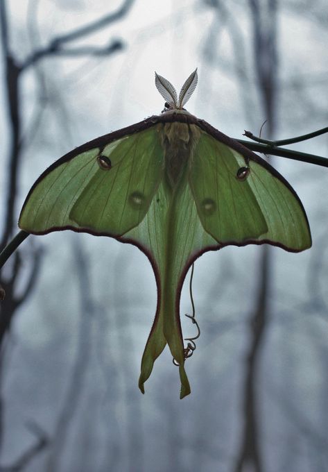 https://flic.kr/p/HVUBxS | Luna Moth (Actias luna) Lunar Moth Aesthetic, Moth Person Art, Moth Raising, Luna Moth Aesthetic, Luna Moth Wallpaper, Moth Pfp, Luna Moth Wings, Luna Moth Art, Moth Wallpaper