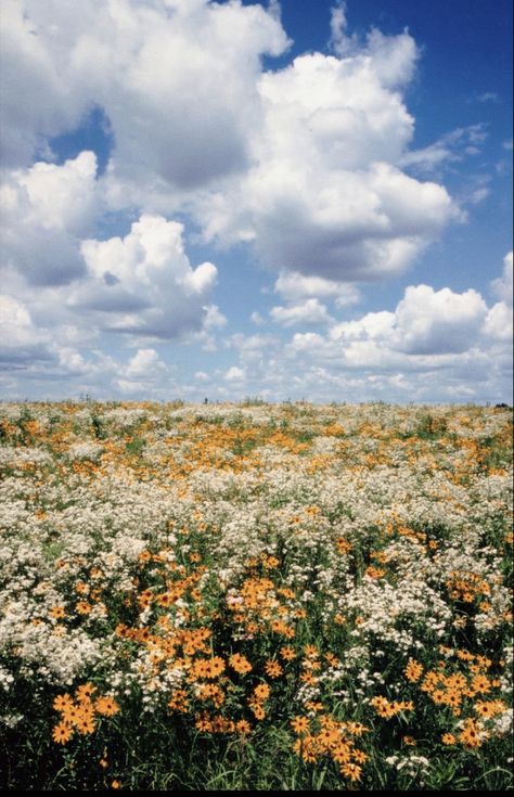 Iowa, Blue Sky, Yellow, Flowers, Blue, White