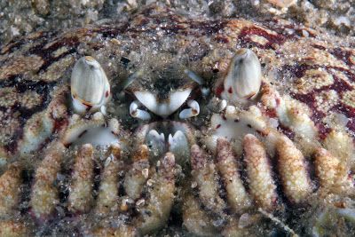 Real Monstrosities: Shame-faced Crab The Crab, No Evil, Crab, Bugs, Animals, Bugs And Insects