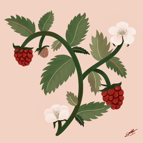 A beautiful raspberries illustration made by @floraysara.cr on instagram Raspberry Illustration, Turkish Chocolate, Fresh Raspberries, August 22, Food Illustrations, Raspberry, Floral, On Instagram, Instagram