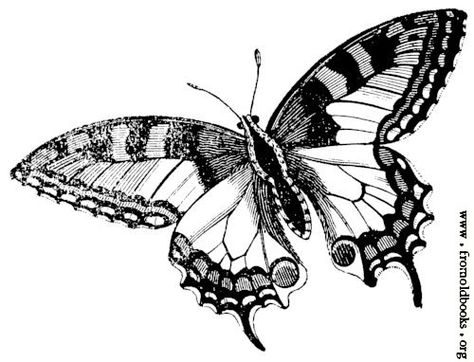 [Picture: 678.—Swallowtail Butterfly] Draw A Butterfly, Swallowtail Butterfly, Metal Ornament, Old Books, Metal Casting, A Butterfly, Public Domain, Old World, Moth