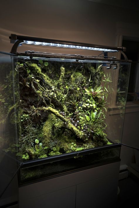 Dart Frog Vivarium, Gecko Vivarium, Bioactive Vivarium, Frog Terrarium, Biotope Aquarium, Gecko Terrarium, Water Wall Fountain, Aquascape Design, Reptile Room