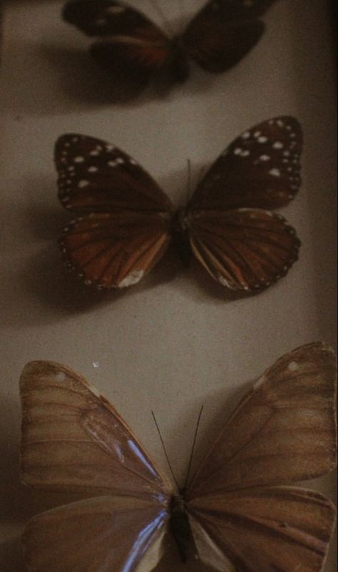 Book Aesthetic Light Academia, Henry Clerval, Dark Academia Butterfly, Butterflies Aesthetic Vintage, Dark Academia Pictures, Canon 4000d, Booklover Quotes, Poet Aesthetic, Cottagecore Books