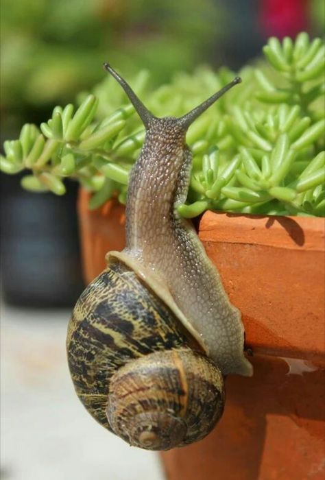 Snail Image, Big Snail, Garden Snail, Pet Snails, Snail Art, Cnidaria, Snails In Garden, Molluscs, Neverending Story