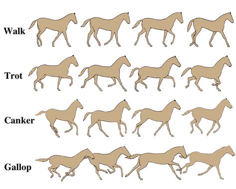 HorseGaits Horse Animation, Horses Running, Rasy Koni, Horse Anatomy, Horse Dressage, Animation Sketches, Horse Drawing, Animation Tutorial, Horse Drawings