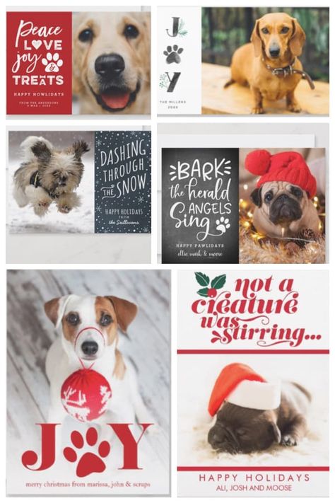 Dog Holiday Cards