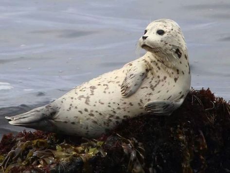 Leopard Seal, Harbor Seal, Cute Seals, Seal Pup, Monterey Bay Aquarium, A Seal, Marine Mammals, With Mom, Sea Lion