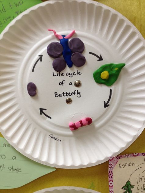 Life cycle of a butterfly with play dough Butterfly Life Cycle Art, Butterfly Life Cycle Activity, Butterfly Life Cycle Craft, Life Cycle Of A Butterfly, Cycle Of A Butterfly, Life Cycle Craft, How To Make Butterfly, Bee Themed Classroom, Life Cycles Activities