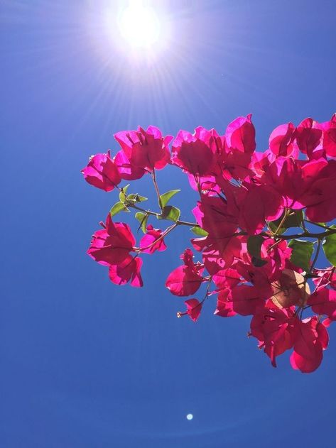 Color Bugambilia, Pink Clouds Wallpaper, Iphone Wallpaper Landscape, Iphone Wallpaper Glitter, Dont Touch My Phone Wallpaper, Diy Abstract Canvas Art, Planets Wallpaper, Flowers Photography Wallpaper, Photography Flowers