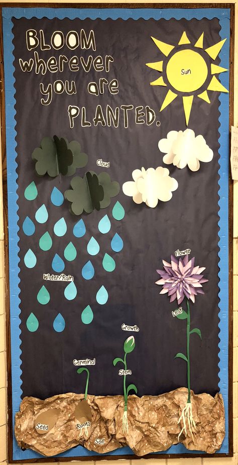 Spring bulletin board. #Bloom #school #planted #rain #storm #flowercycle #flower #sun #describe Pollination Bulletin Board Ideas, Soaring Into Spring Bulletin Boards, Plant Classroom Bulletin Board, Parts Of A Flower Bulletin Board, Spring Board Ideas For Work, Weather Theme Decorations, Montessori Bulletin Boards, Plants Theme Board Ideas, Plants Bulletin Board Ideas