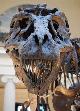 The very lovely, one and only Sue the T. rex Fossil Bones, Dinosaur Skeleton, Dinosaur Bones, Extinct Animals, Dinosaur Fossils, Charles Darwin, A Dinosaur, Prehistoric Creatures, Prehistoric Animals