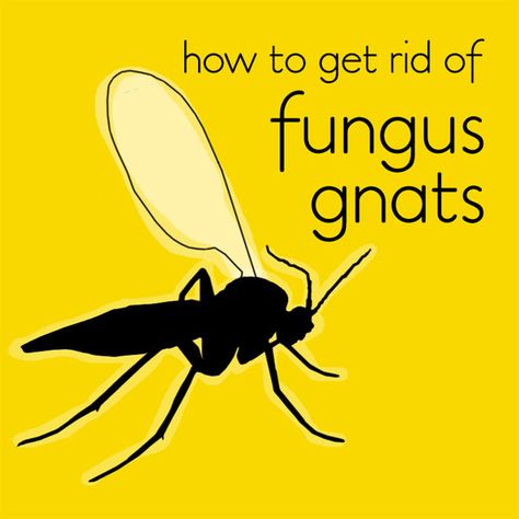 The easy way to get rid of Fungus Gnats in indoor plants (once and for all) Plant Gnats, Condo Garden, Odd Plants, Indoor Plant Care Guide, Fungus Gnats, Mosquito Larvae, Plant Activities, Weird Plants, Plant Pests