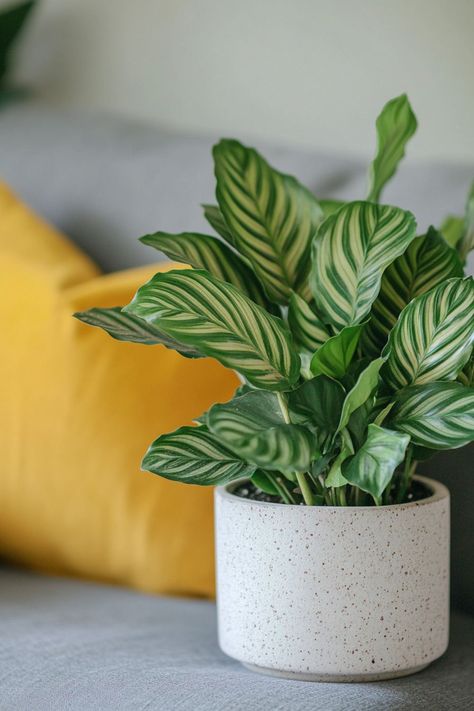 Calathea is a stunning and vibrant addition to any indoor space! 🌿🏡 Known for its strikingly beautiful, patterned leaves and dynamic foliage, this plant is a delightful blend of elegance and lush greenery. Easy to care for and bursting with visual appeal, Calathea is perfect for adding a touch of nature and sophistication to your home. Indulge in this botanical beauty today! 🌱✨ #Calathea #Houseplants #IndoorGarden #GreenLiving Plant Vegetables, Plants Pet Friendly, Calathea Plant, Desk Plants, Growing Plants Indoors, Botanical Beauty, Pretty Plants, Lush Greenery, Growing Plants