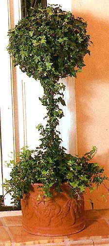 Topiaries Made From English Ivy by Pam Murdock Tuscany Trees, Indoor Topiary, Ivy Topiary, Topiary Ideas, Topiary Decor, Garden Topiary, Urban Gardening Ideas, Topiary Diy, Topiary Plants