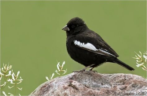 Lark Bunting Tattoo, Lark Bunting, California Birds, Colorado History, Bird Song, Birds Of America, Bird Photos, State Birds, Finches