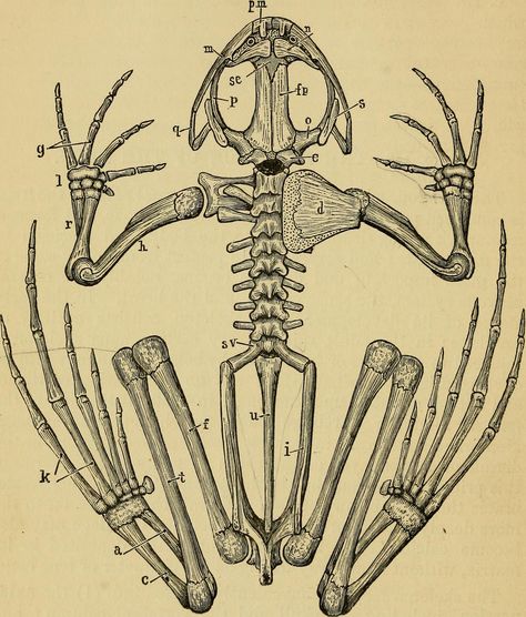 Image from page 56 of "The frog : an introduction to anatomy and histology" (1885) | Flickr - Photo Sharing! Scientific Drawing, Magia Das Ervas, Frog Illustration, Animal Skeletons, Science Illustration, The Skeleton, Scientific Illustration, Anatomy Drawing, Medical Illustration