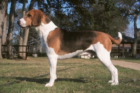 Harrier Dog, Medium Sized Dogs Breeds, Medium Sized Dog, English Foxhound, Airline Pet Carrier, Akc Breeds, All Breeds Of Dogs, Dog Club, The Hound