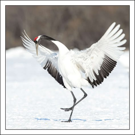 Red Crown Crane, Crane Dance, Birds Colorful, Red Crowned Crane, Crowned Crane, World Birds, Collage Art Projects, Japanese Artwork, Crane Bird