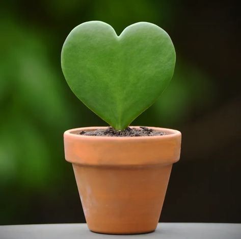 Switch Up Valentine’s Day Roses For These Heart-Shaped Plants | HuffPost Life Heart Shaped Plant, Canada Life, Heart Plant, Cute Plants, Plant Stands, Plant Supports, All About Plants, Plant Stand, Heart Shapes