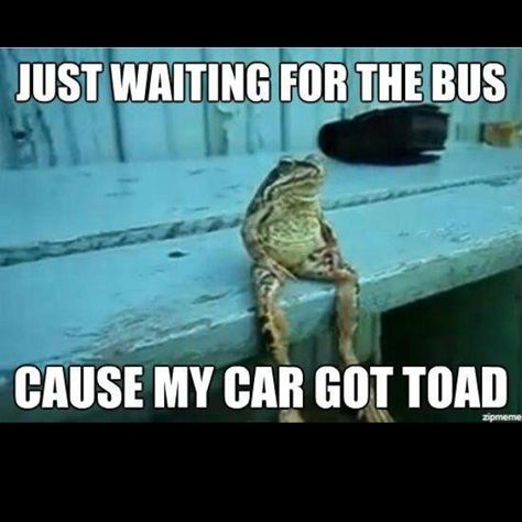 Frog Sitting, Animal Puns, A Frog, E Card, Laughter Is The Best Medicine, The Bus, Laughing So Hard, Funny Animal Pictures, Made Me Laugh