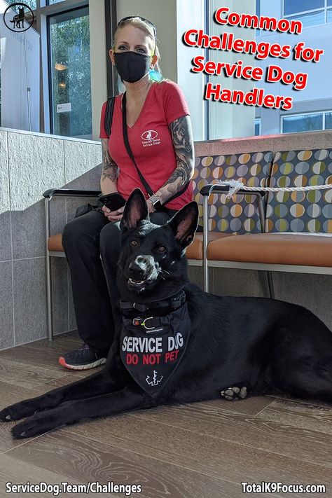 Common Challenges for Service Dog Handlers Doberman Service Dog, Service Dog Aesthetic, Service Dogs Breeds, Psychiatric Service Dog, Service Dog Training, Sick Dog, Training Gear, Service Dog, Dog Trainer