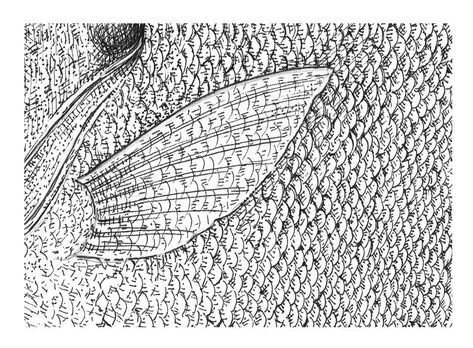 Detail of fish scales Fish Texture Drawing, Drawing Fish Scales, Fish Scales Drawing, Texture Sketch, Skin Drawing, Scale Drawing, Texture Drawing, Design Basics, Fishing Theme