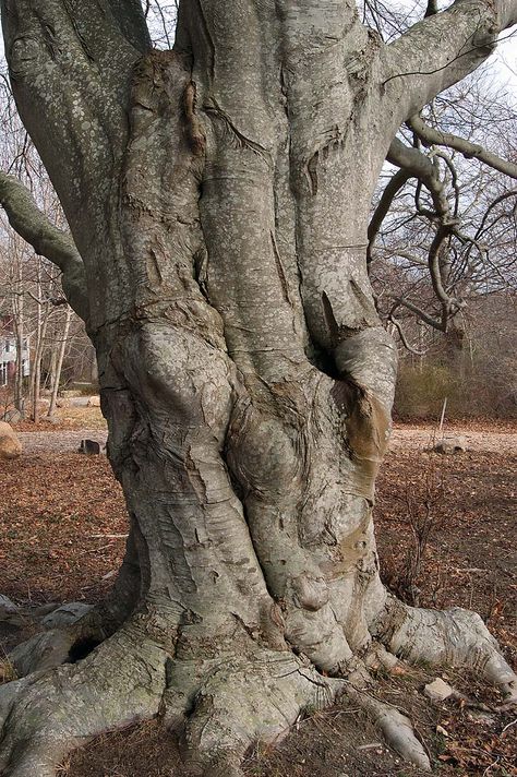 Praise the trees Tree Trunk Reference, Wise Tree, Weird Trees, Abstract Tree Painting, Nature Sketch, Old Oak Tree, Beech Tree, Old Tree, Old Trees