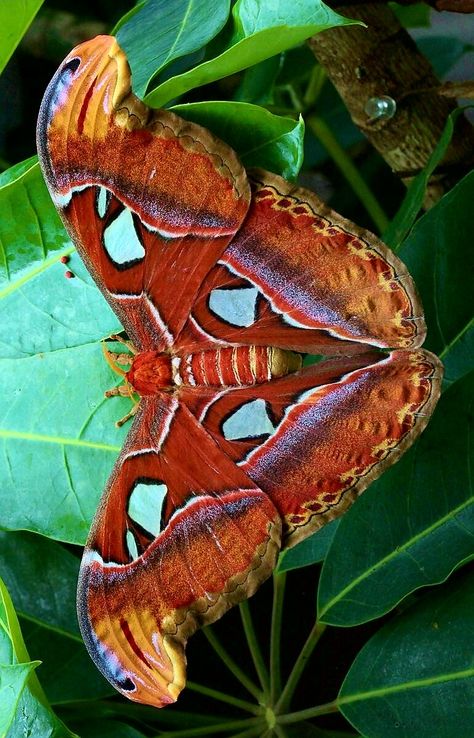 Atlas Moth - photographer Paul Wyman Atlas Moth Tattoo, Huge Moth, Insect Art Projects, Silkworm Moth, Colorful Moths, Mariposa Butterfly, Atlas Moth, Wild Animals Photos, Beautiful Butterfly Photography