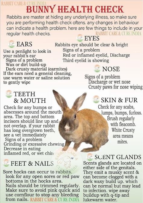 Diy Bunny Enrichment, Bunny Room Set Up, Pet Bunny Set Up, Bunny Enrichment, Indoor Bunny House, Diy Bunny Cage, Bunny Care Tips, Rabbit Behavior, Pet Rabbit Care