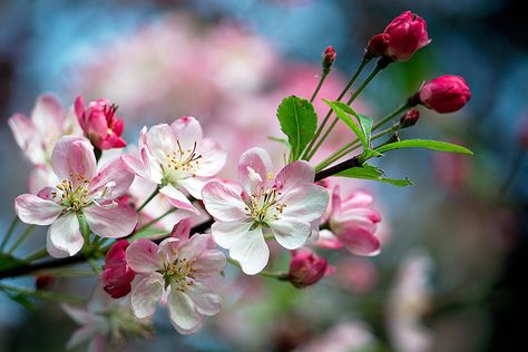 Malus Domestica, Apple Blossom Flower, Embrace Nature, Pink Blossom, Digital Flowers, Apple Blossom, Blossom Flower, Flower Photos, Flower Wallpaper