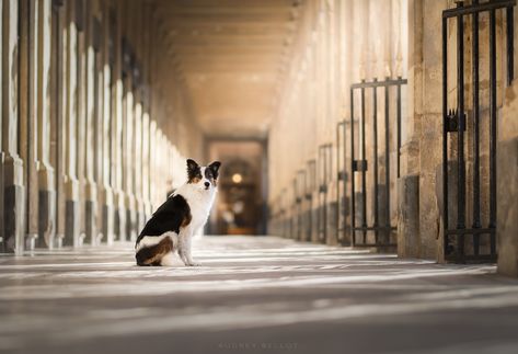 Urban Dog, City Dog, Dog Photograph, Beautiful Memories, Dogs Of The World, Dog Photography, Dog Portraits, Portrait Photographer, Personalities