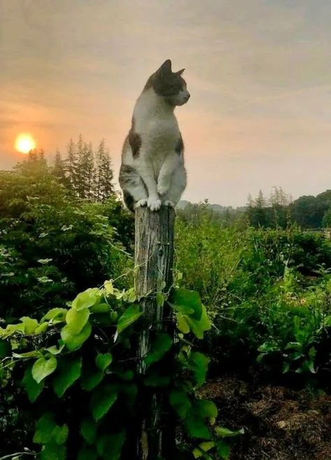 Farm Goals, Cat Questions, Animal References, Cat Pose, Pretty Animals, Cat Aesthetic, Cat Sitting, Crazy Cat, Warrior Cats