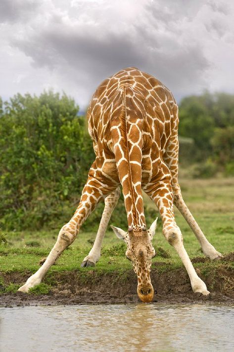 Giraffe drinking Giraffe Drinking Water, Giraffe Mural, Giraffe Photography, Giraffe Artwork, Giraffe Pictures, Giraffe Painting, Animal Fun, Nature Color Palette, A Giraffe