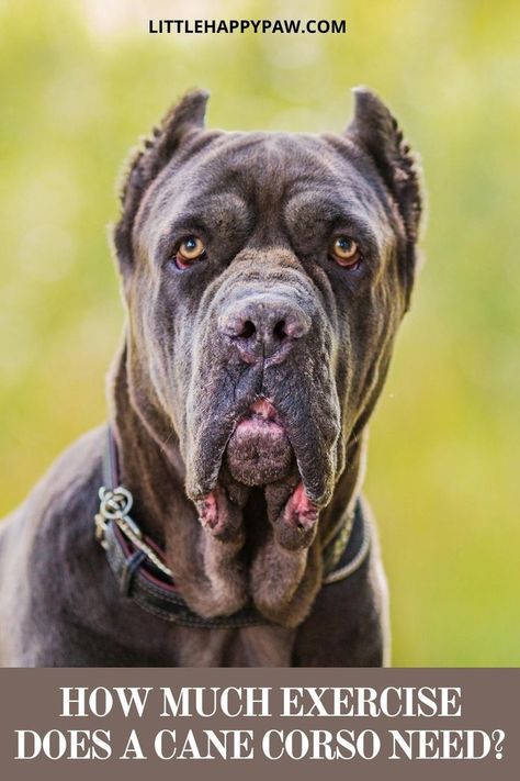 How much exercise does a cane corso need? Learn more about Cane Corso Dogs. We are covering everything related to Cane Corso dogs tips, potty training, haircuts, growth, food, barking, shedding, behaviors and pictures! Find all about dog tips and hacks, how to train them to stop barking, dog care, potty training, and other dog training. All essential tips in one place for your dog and puppies! Cane Corso Dog Training, Dog And Puppies, Cane Corsos, Dogs Tips, Barking Dog, Cane Corso Puppies, Cane Corso Dog, Corso Dog, Dog Potty Training