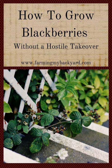 How To Grow Blackberries, Grow Blackberries, Grow Berries, Growing Berries, Blackberry Plants, Growing Blackberries, Fruit Growing, Berry Patch, Berry Garden