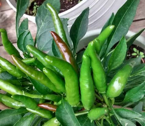 When to Harvest Thai Chili Peppers – Bountiful Gardener Thai Chile Pepper Recipes, Thai Hot Pepper Recipes, Thai Chili Pepper Recipes, Pepper Steak Recipes, Recipes Peppers, Bell Pepper Stuffed, How To Pickle Peppers, Thai Chili Peppers, Peppered Steak