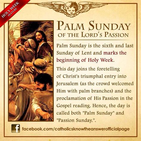 Palm Sunday Quotes, Lent Season, Catholic Lent, Youth Church, Catholic Theology, Sunday Prayer, Jesus Crucified, Catholic Answers, Gospel Reading