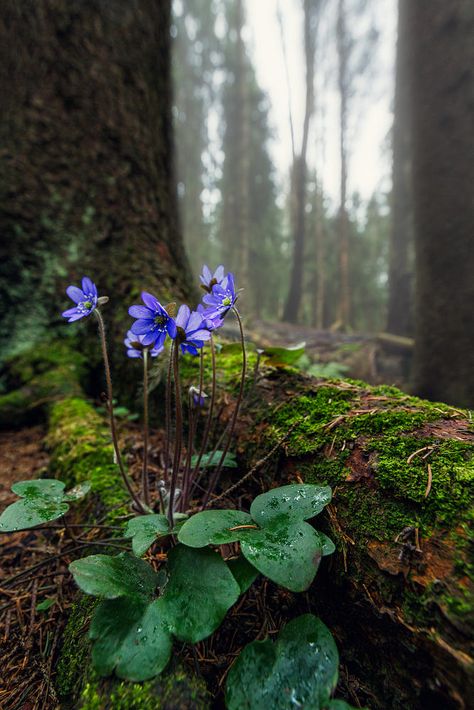 Flowers Growing, Matka Natura, Spring Forest, Woodland Garden, Forest Flowers, Nature Aesthetic, Flowers Nature, In The Woods, Amazing Nature