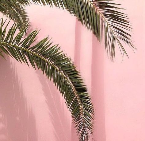 Palm Trees Tumblr, Wallpapers Rosa, Trendy Plants, Pink Tumblr Aesthetic, Texture Photography, Background Ideas, Video Pink, Plant Aesthetic, Pastel Pink Aesthetic