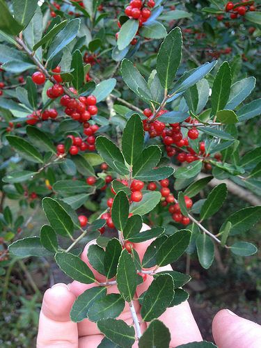 Yaupon Holly