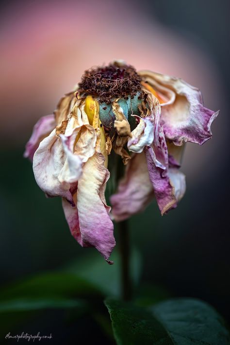 Wilted Flowers Photography, Bright Flower Photography, Fine Art Flower Photography, Rotten Flowers, Withering Flower, Wilting Rose, Wilting Flowers, Flower Photography Art, Faded Flowers