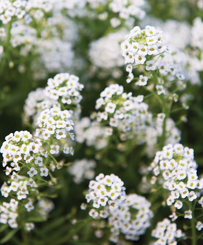 Insect Habitat, Hardening Off Seedlings, Alyssum Flowers, Gardening Seeds, Sweet Alyssum, Easy Perennials, Tiny Tim, Attracting Beneficial Insects, Flower Gardening