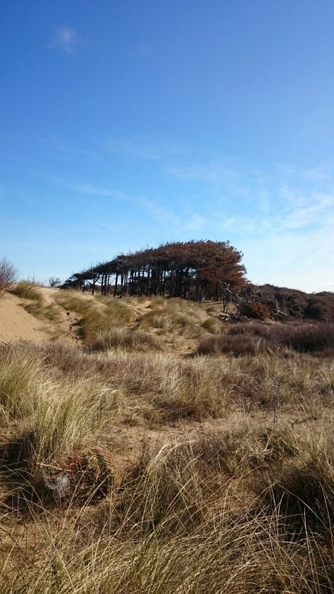 Formby beach Woodland Images, Formby Beach, English Summer, My Memories, Endless Summer, Lovely Things, Days Out, Out And About, Norfolk