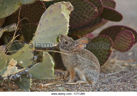 Desert Cottontail, Baby Art Projects, Pear Cactus, Prickly Pear Cactus, Sonoran Desert, Prickly Pear, Baby Art, Heaven On Earth, Cute Bunny