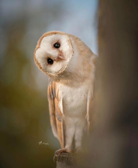 Best Bird Shots 🐦 on Instagram: “Congrats to @tanja_brandt for her best bird shot of barn owl. Beautiful capture with amazing lighting, composition, sharpness. Checkout her…” Owl Photos, Bird Tattoo, Owl Pictures, Beautiful Owl, Owl Bird, Owl Art, Barn Owl, Cute Owl, Tattoo Tattoo