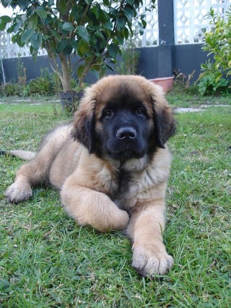 Leonberger Puppy, Massive Dogs, Leonberger Dog, Big Puppy, Cutest Puppy, Psy I Szczenięta, Dogs Breeds, Giant Dogs, About Dogs