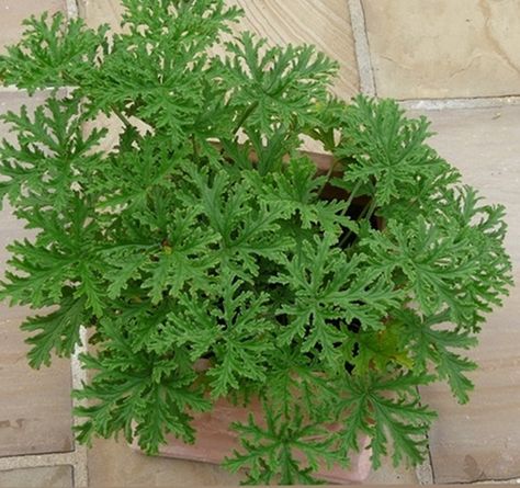 Pelargonium graveolens – Pelargonia pachnąca Plant Friends, Future Garden, Pelargonium Graveolens, Herbs, Plants, Flowers