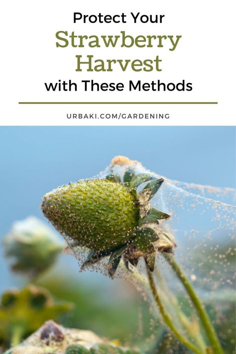 It's frustrating when pests ruin your strawberry harvest, but chemical pesticides aren't the answer. Our guide to organic pest controls offers natural solutions to keep your garden healthy and free from harmful toxins. We'll show you how to combat slugs, strawberry weevils, spotted plant insects, leafhoppers, and strawberry sap bugs without compromising your organic practices. Say goodbye to pests and hello to healthy, organic strawberries! Strawberry Harvest, Growing Vegetables In Pots, Strawberry Tree, Plant Insects, Leafhopper, Organic Pest Control, Strawberry Seed, Plant Pests, Insecticidal Soap