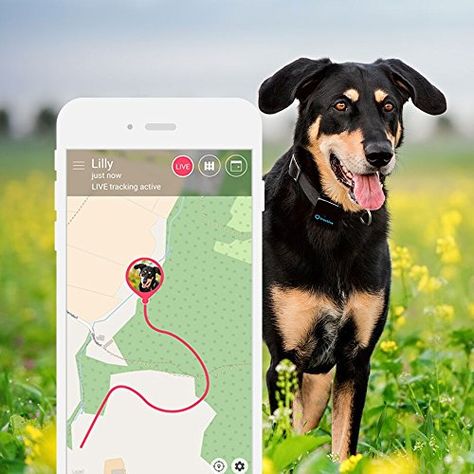 Tractive 3G GPS Pet Tracker Homemade Dog Toys, Dog Tracker, Animal Movement, Pet Tracker, Rare Dogs, Dog Odor, Cheap Dogs, What Dogs, Dog Allergies