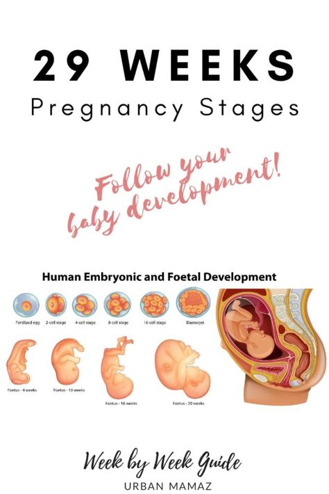 Pregnancy guide - 29 weeks. Are you pregnant? Wondering how is your baby developing? Discover your baby and pregnancy development - Week by week pregnancy guide- pregnancy trimesters, all the pregnancy stages- click here to read about 29 weeks pregnancy》 29 Week Pregnancy, Pregnancy Trimesters, Pregnancy Development, Body Changes During Pregnancy, Stages Of Baby Development, Week By Week Pregnancy, Tips For Pregnant Women, Diet While Pregnant, 29 Weeks Pregnant